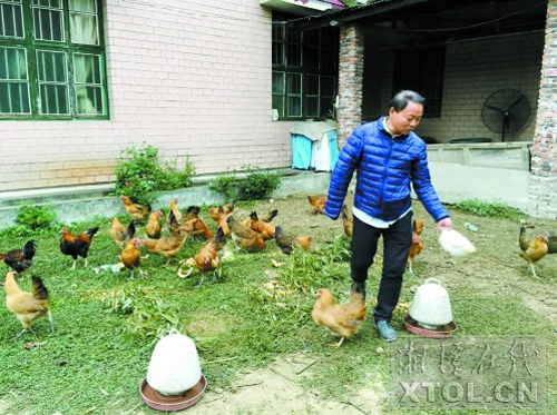 尹金倡正在給雞喂自己獨家配制的飼料。