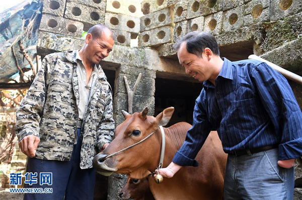 在上林縣塘紅鄉古春村，黃立溫（右）在了解貧困戶藍文德貸款養牛的情況（11月1日攝）。藍文德曾經感到脫貧無助，黃立溫引導他貸款5萬元發展養殖。 新華社記者 陸波岸攝