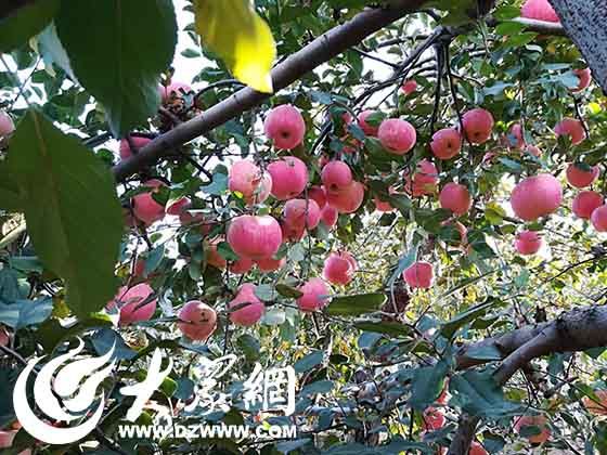 碩果累累的果樹。