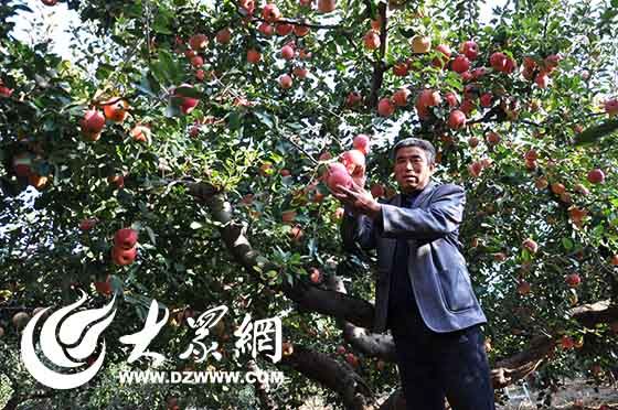 徐文信的蘋果園。