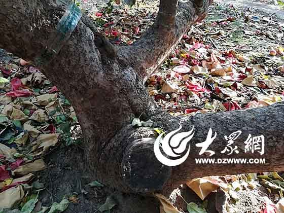 “國寶級”的蘋果。