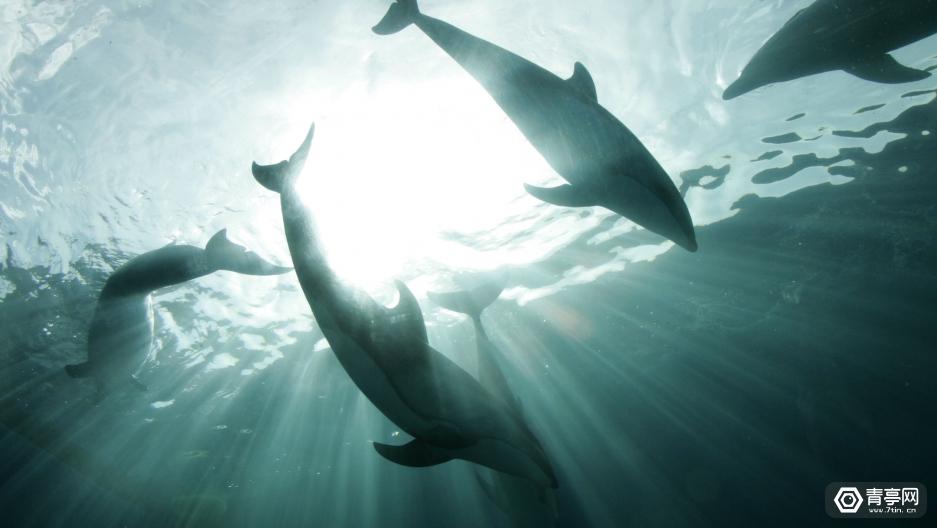 1511226605502582.jpg DR0n-fynwnws0899573.jpg