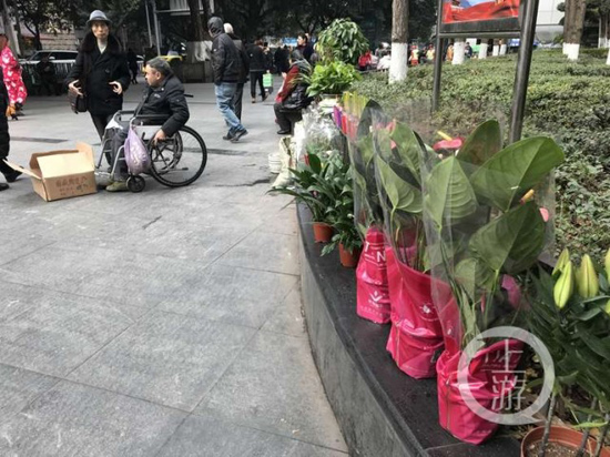 花壇上整整齊齊的擺著各種花草