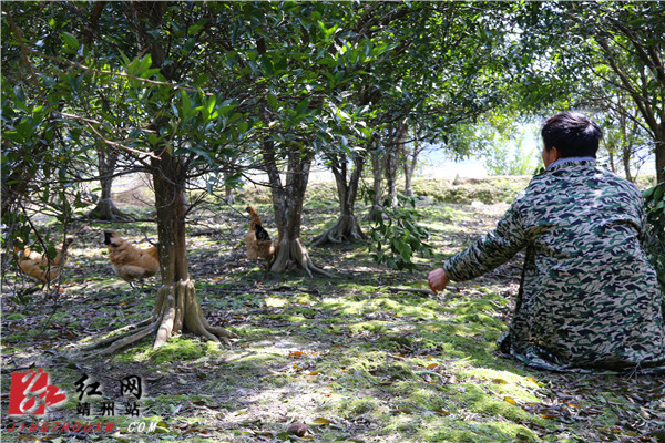黃水林喂養(yǎng)的土雞。易子明 攝