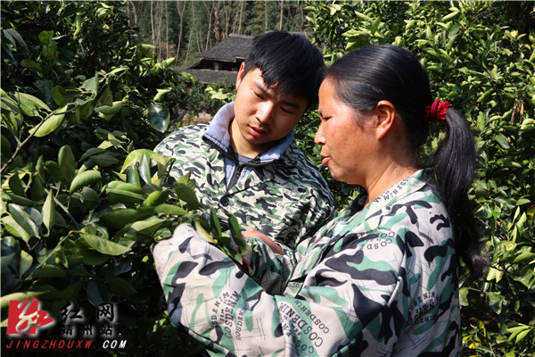 認(rèn)真地聽(tīng)媽媽的講解如何修剪柑橘果枝。易子明 攝