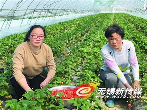 黃燕(左)和程學群一起摘草莓。